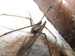 Tegenaria