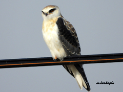 Black-Winged Kite photo 5