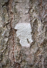 Lepra multipunctoides