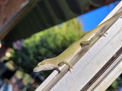 Anolis carolinensis