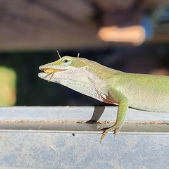 Anolis carolinensis