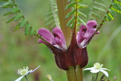 Pedicularis rex
