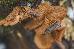 Flammulina velutipes
