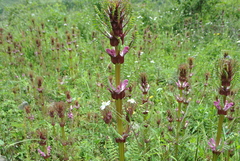 Pedicularis rex