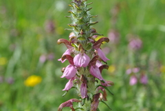 Pedicularis densispica