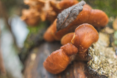 Flammulina velutipes