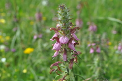 Pedicularis densispica