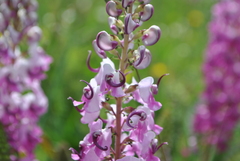 Pedicularis davidii