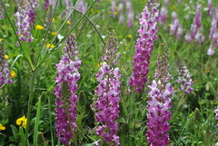 Pedicularis davidii