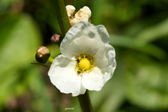 Echinodorus grandiflorus