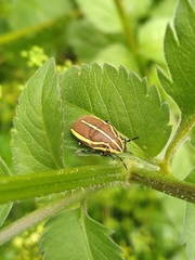 Agonosoma flavolineatum