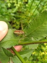 Agonosoma flavolineatum