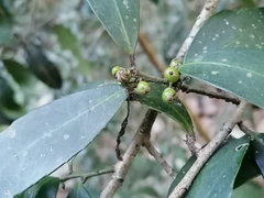 Ilex discolor tolucana