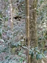 Ilex discolor tolucana