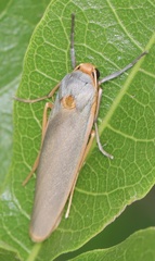Sozusa scutellata