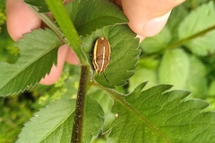 Agonosoma flavolineatum
