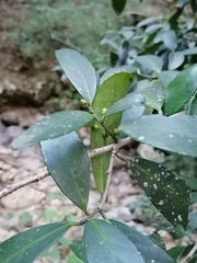 Ilex discolor tolucana