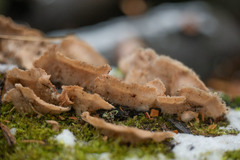 Merulius tremellosus