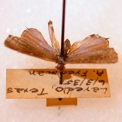 Chlorostrymon telea