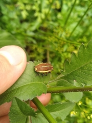 Agonosoma flavolineatum