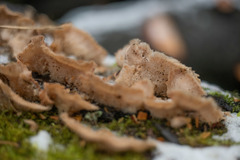 Merulius tremellosus