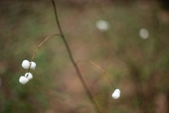 Symphoricarpos albus
