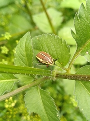 Agonosoma flavolineatum