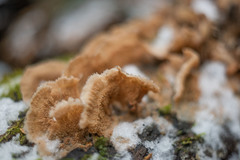 Merulius tremellosus