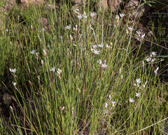 Allium rhizomatum