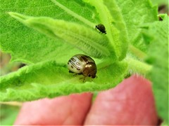 Zygogramma heterothecae