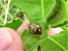 Zygogramma heterothecae