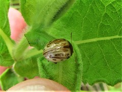 Zygogramma heterothecae