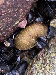 Strongylocentrotus purpuratus