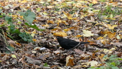 Turdus merula