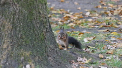 Sciurus vulgaris