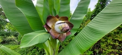 Ensete superbum