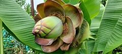 Ensete superbum