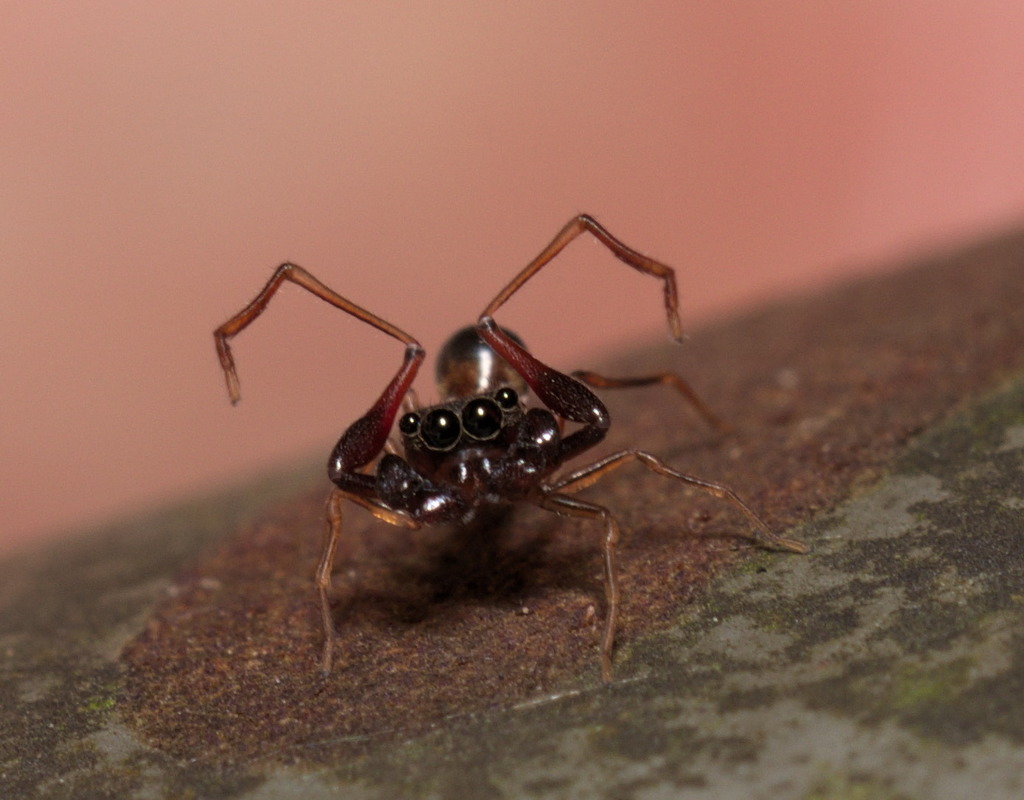 Synagelides cavaleriei