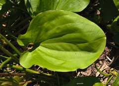 Echinodorus grandiflorus