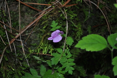 Pedicularis macrosiphon