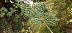 Vachellia leucophloea