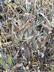 Myrica
