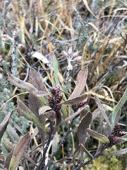 Myrica