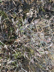Myrica