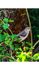 Mimus polyglottos
