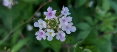 Lantana indica