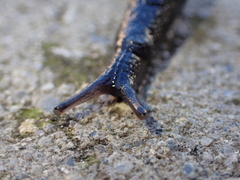 Milacidae