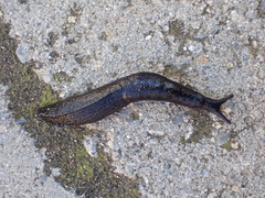 Milacidae