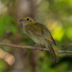 Antilophia galeata