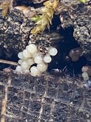 Atractiellomycetes